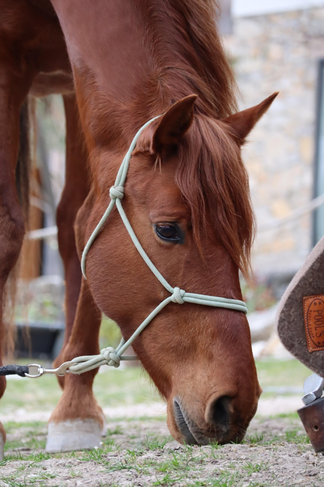 Hongre 7 ans, sensible et vaillant 