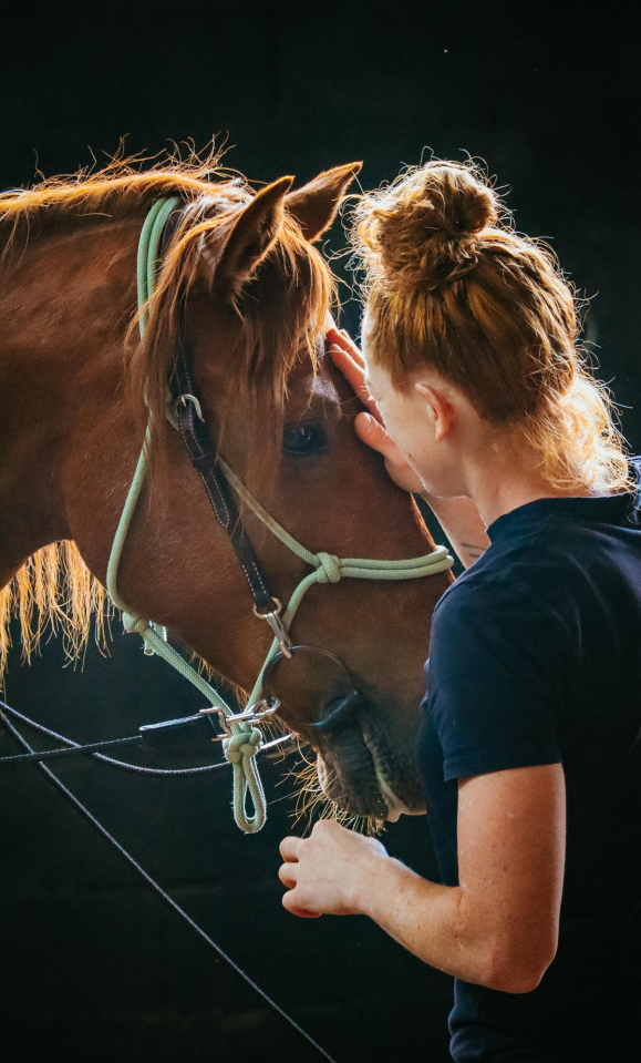Hongre 7 ans, sensible et vaillant 