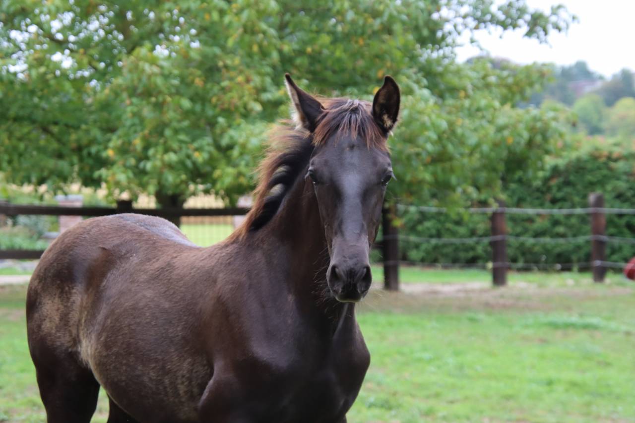 Poulain PRE noir top origines 