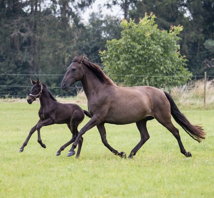 Jument PRE noire gestante bon papiers