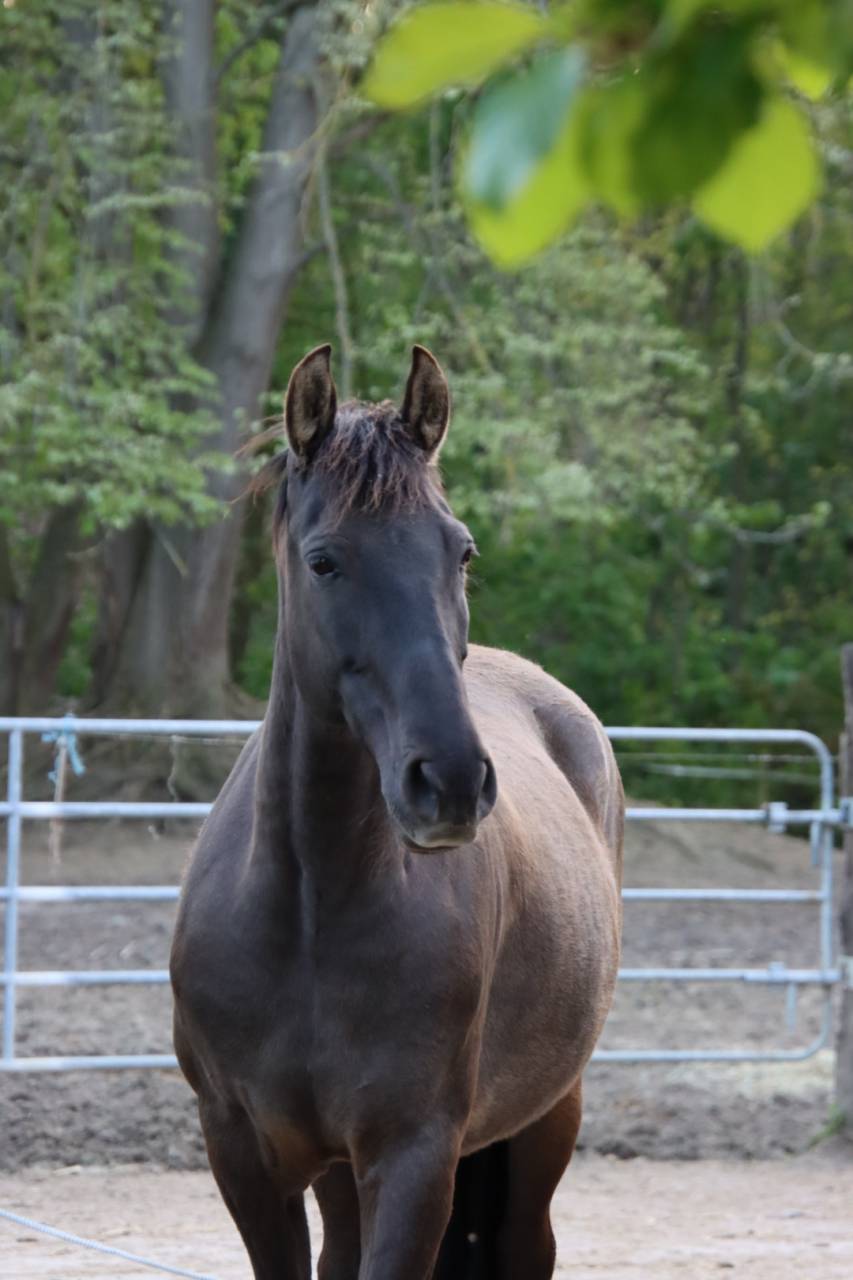 Jument PRE noire gestante bon papiers