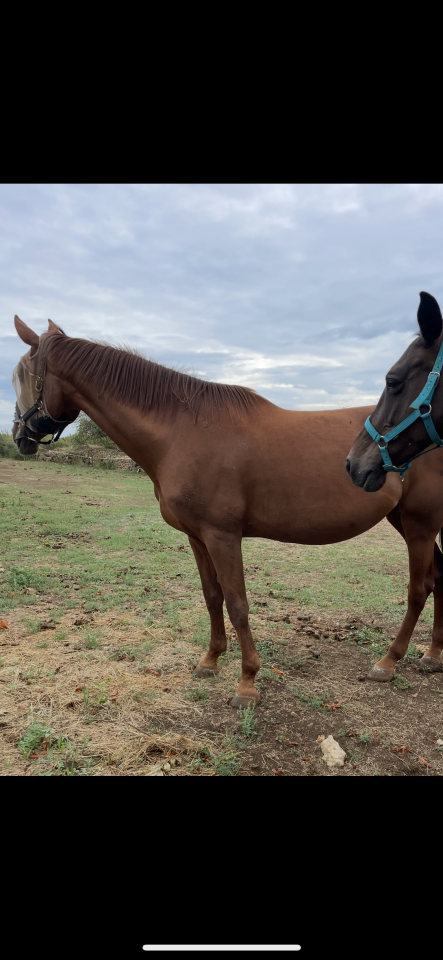 Poulini&egrave;re sf pleine 