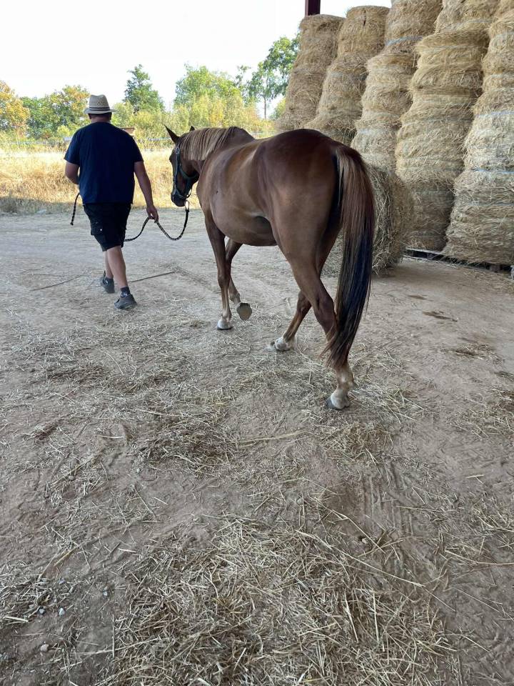 Jument SF ernest x Armitage x barbarian