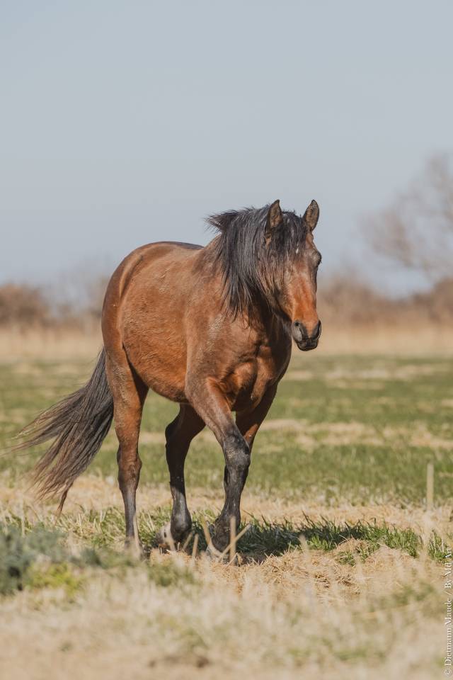 Vend magnifique poulain lusitanien 