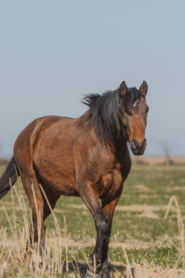 Vend magnifique poulain lusitanien 