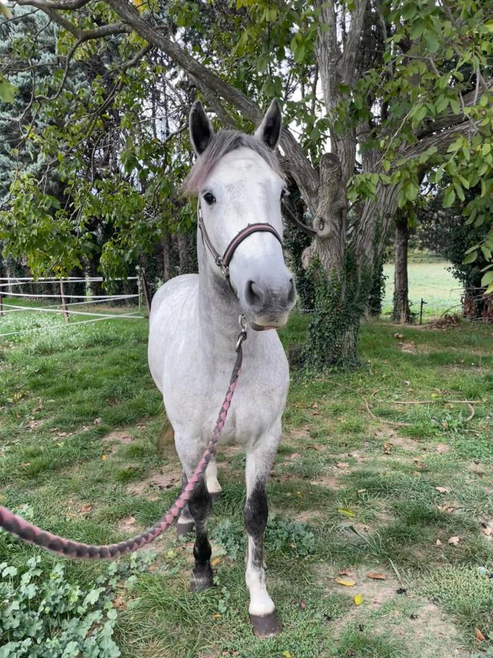 Poney D Connemara de Sport