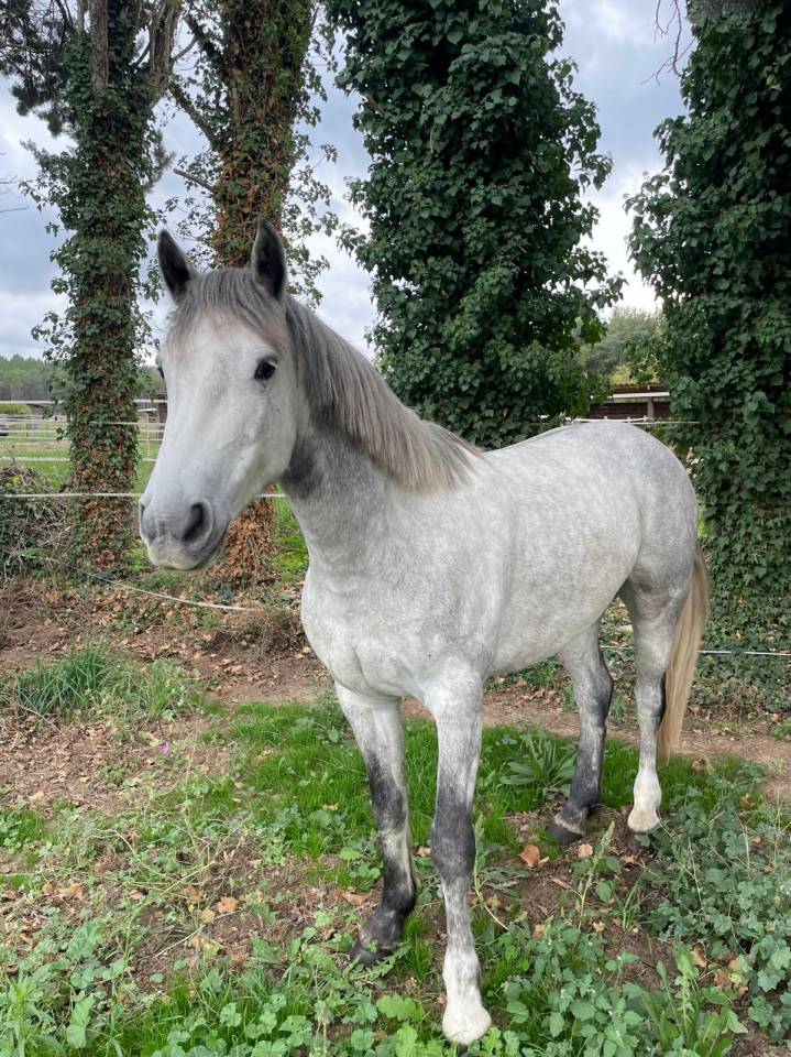 Poney D Connemara de Sport