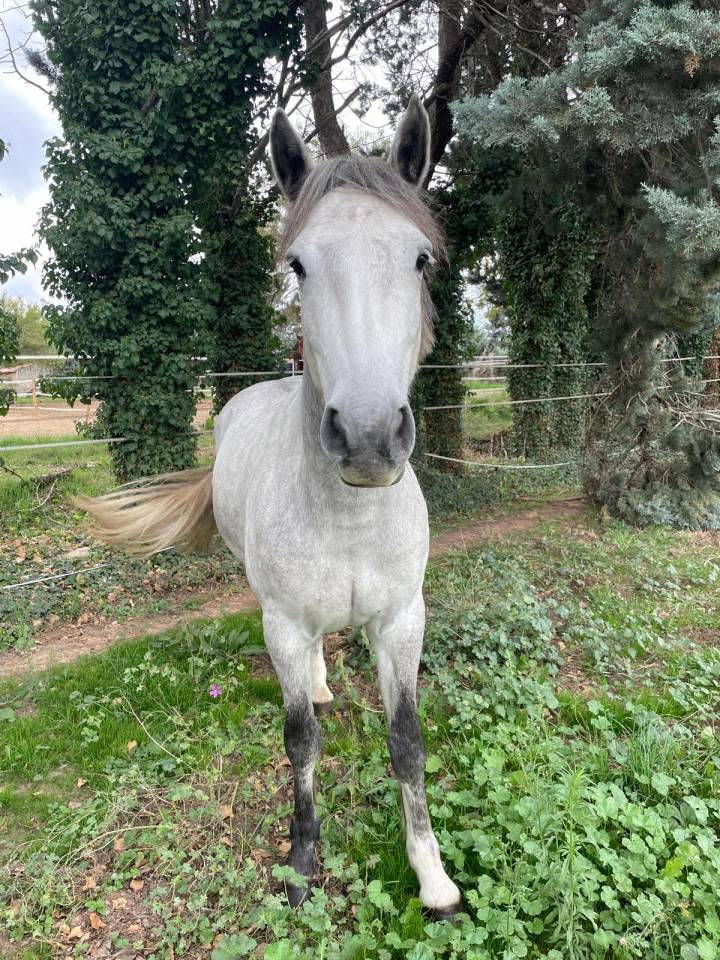 Poney D Connemara de Sport