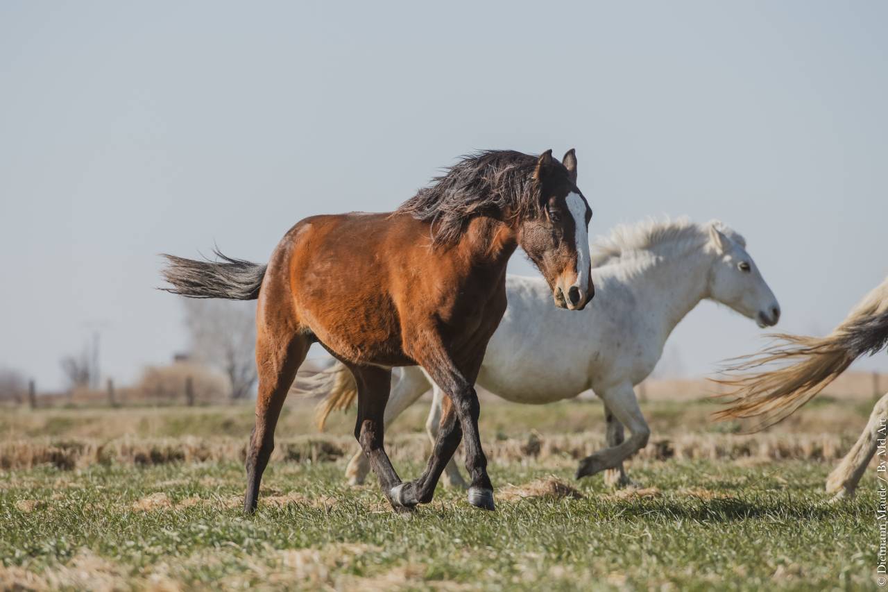 Magnifique pouliche lusitanienne