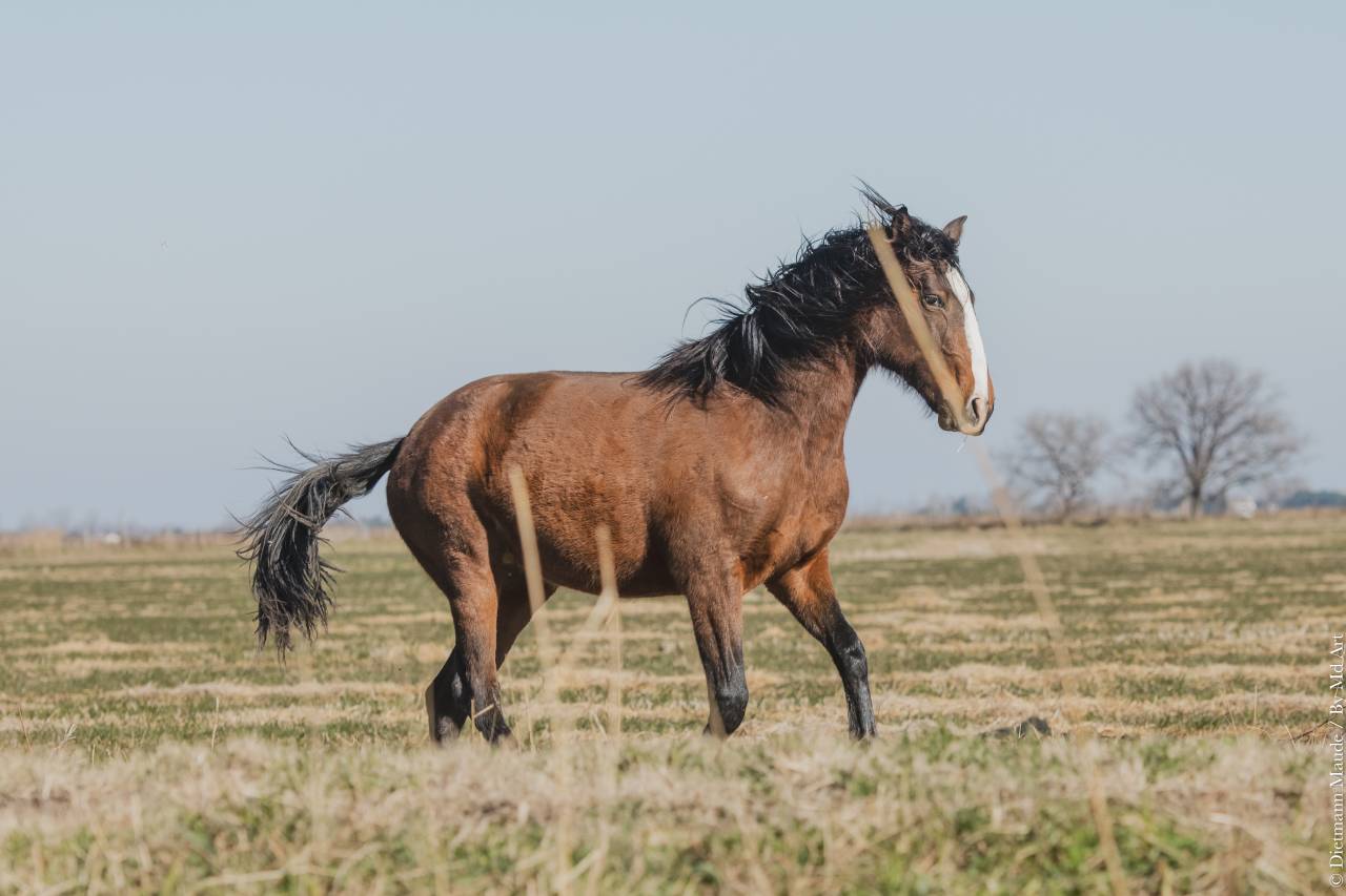 Magnifique pouliche lusitanienne