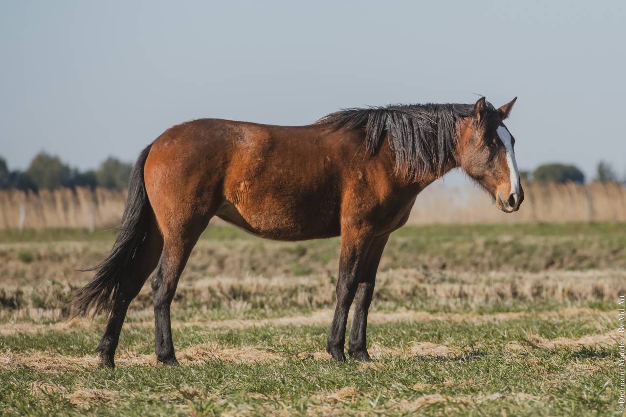 Magnifique pouliche lusitanienne