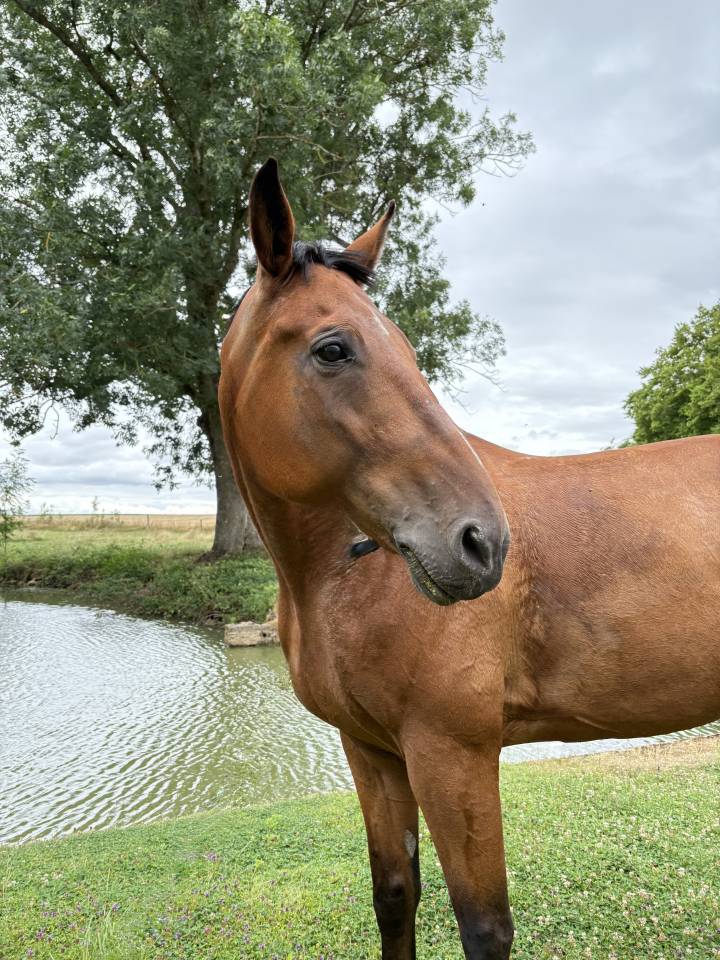 Flash Trotteur 1o ans chic et harmonieux