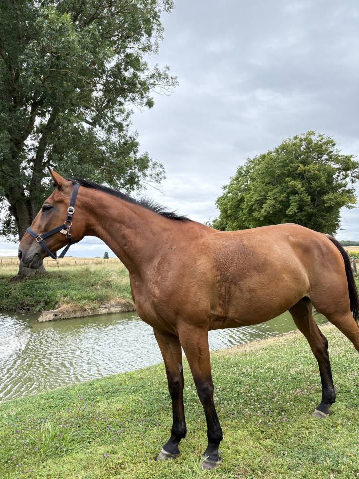 Flash Trotteur 1o ans chic et harmonieux