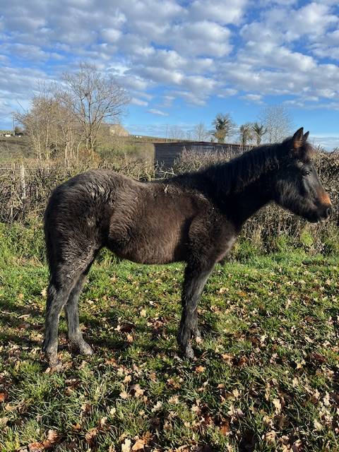 PONEY CONNEMARA  FEMELLE NEE EN 2025