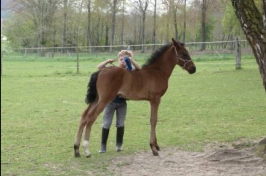 Poulains &aacute; reserver