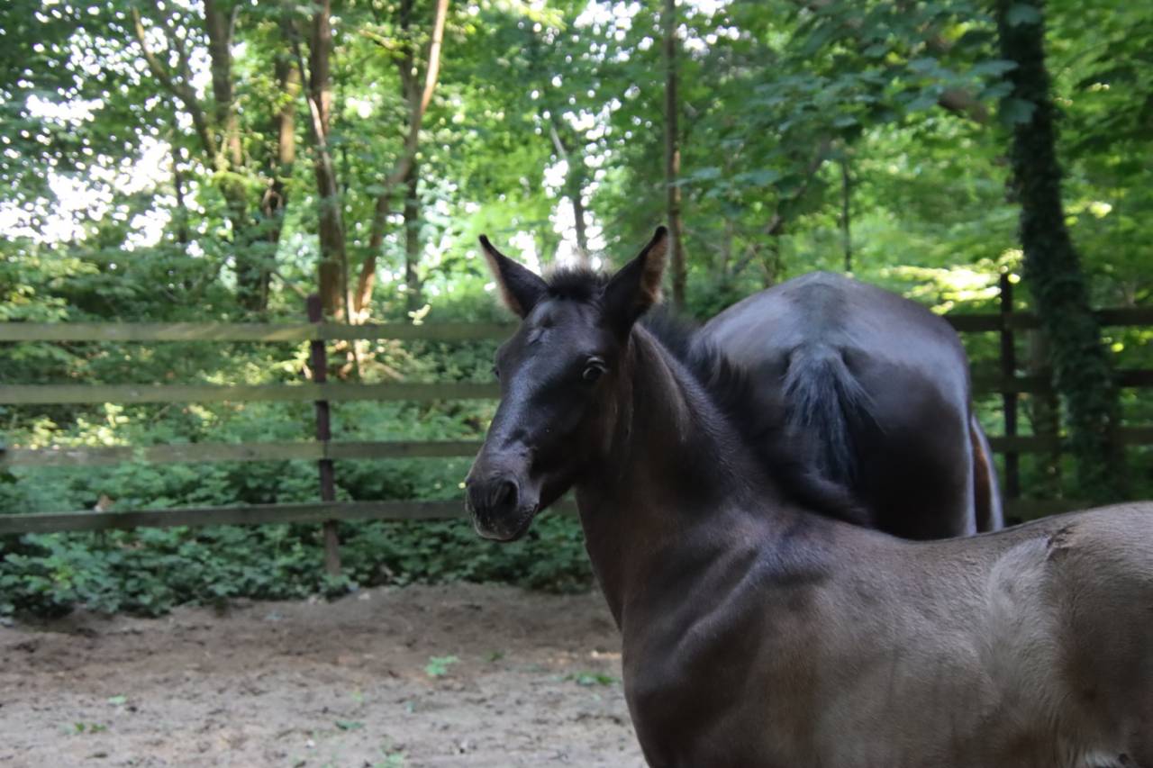 Poulains &aacute; reserver