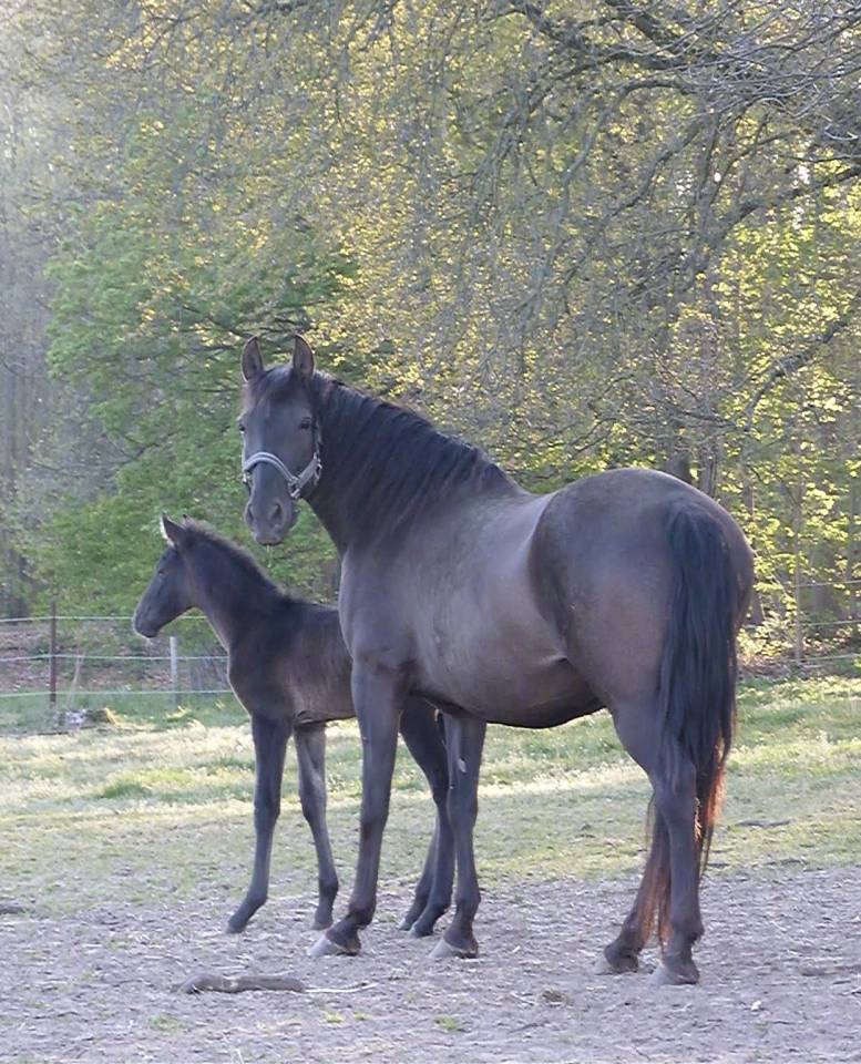 Poulains &aacute; reserver