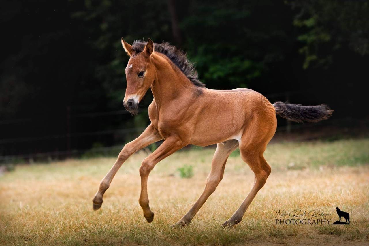 Poulains &aacute; reserver