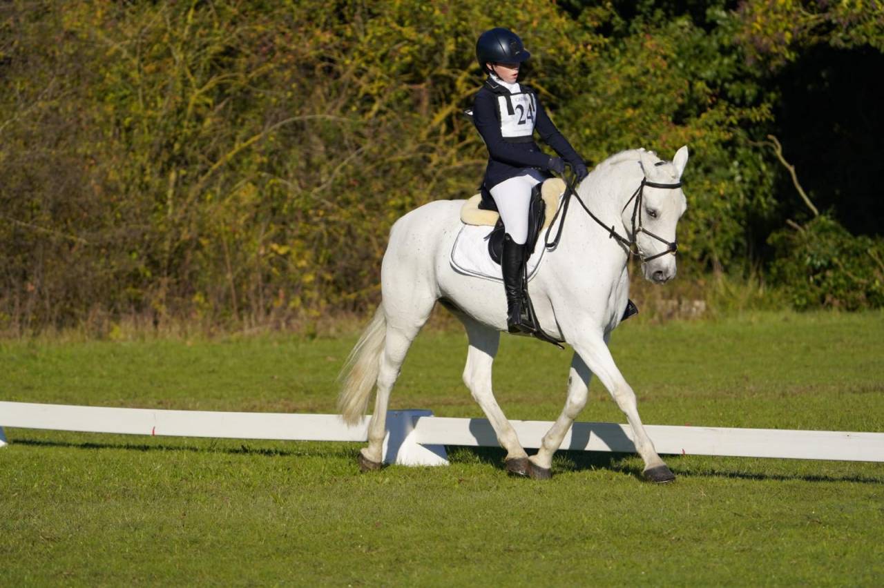 Hongre Connemara A vendre 2008 Gris par Eloy IV