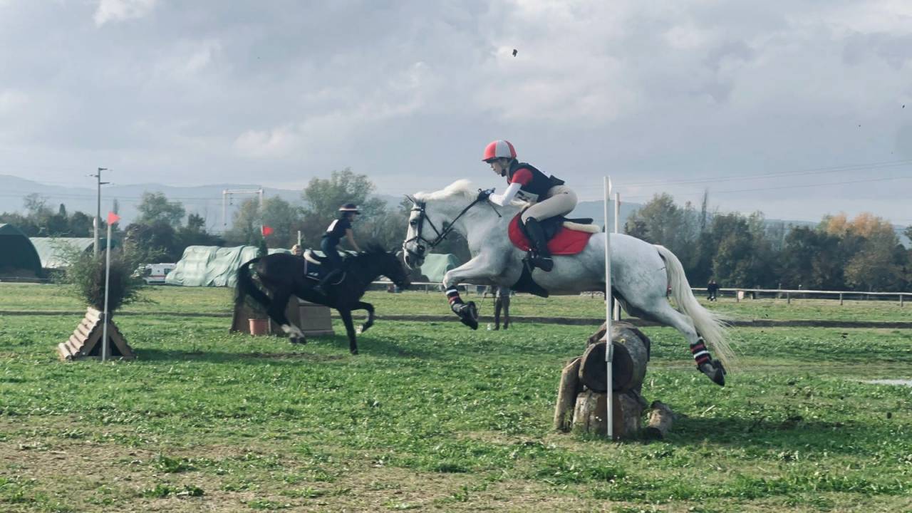 Hongre Connemara A vendre 2008 Gris par Eloy IV