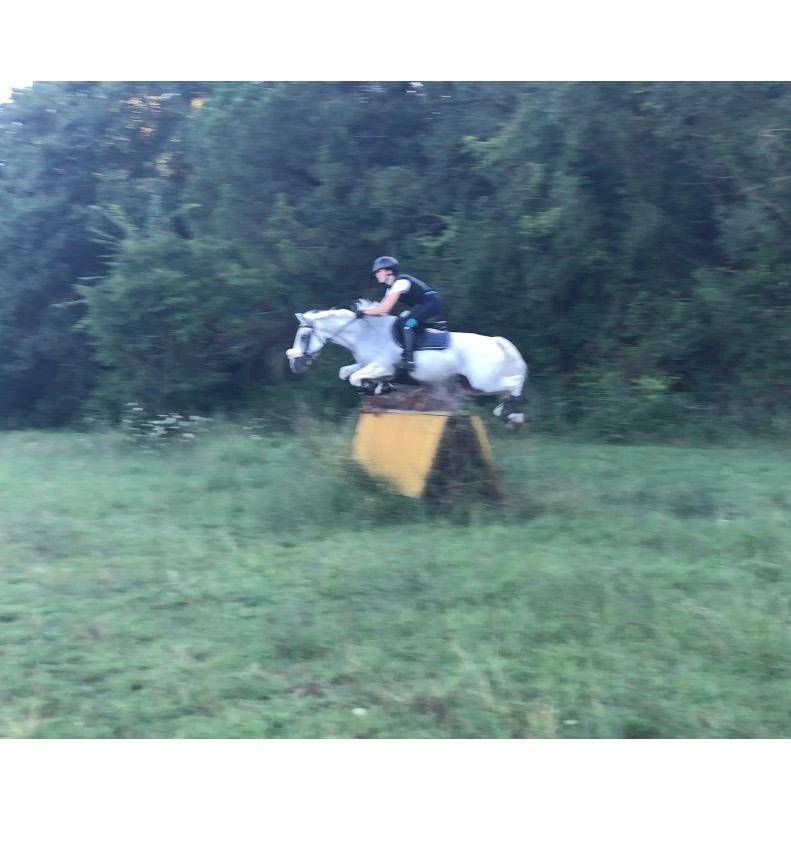 Hongre Connemara A vendre 2008 Gris par Eloy IV