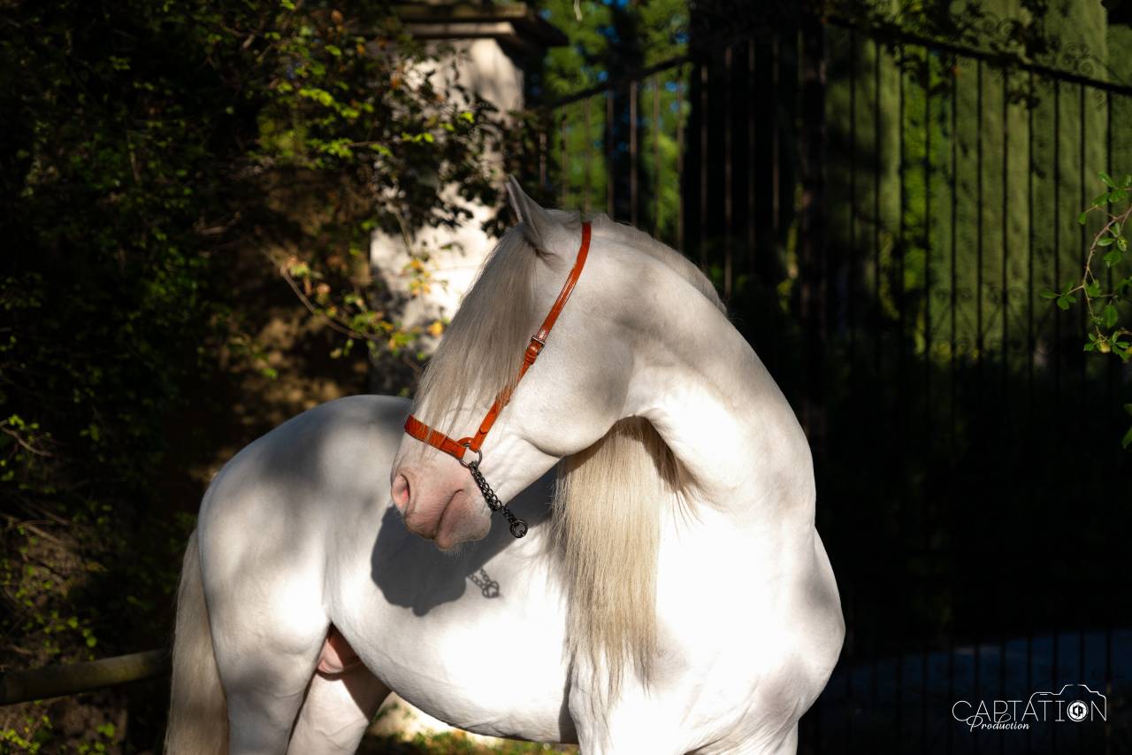 Saillie &Eacute;talon PSL Lusitanien