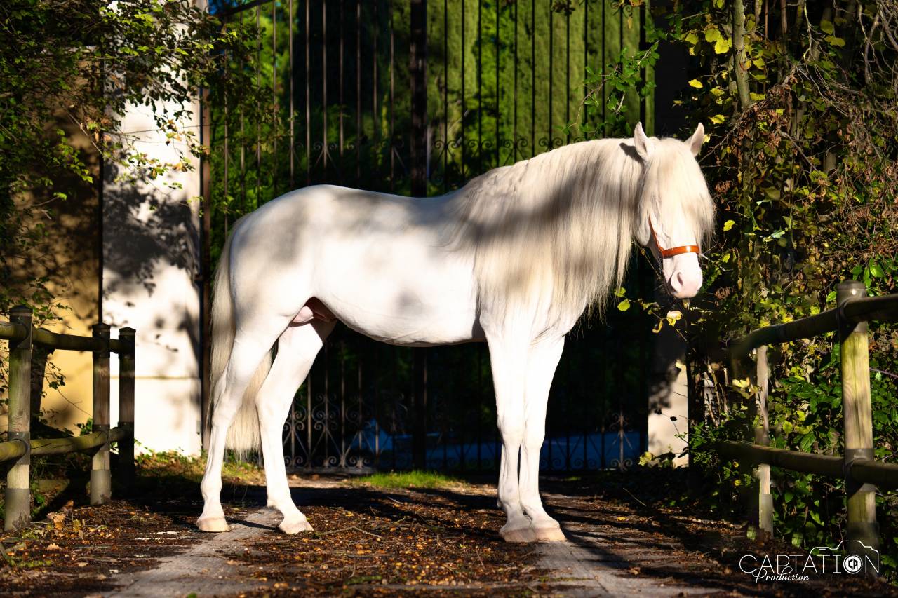 Saillie &Eacute;talon PSL Lusitanien