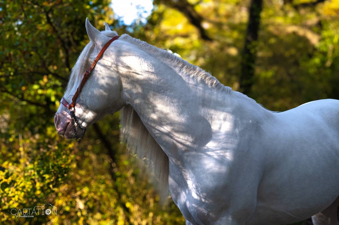 Saillie &Eacute;talon PSL Lusitanien