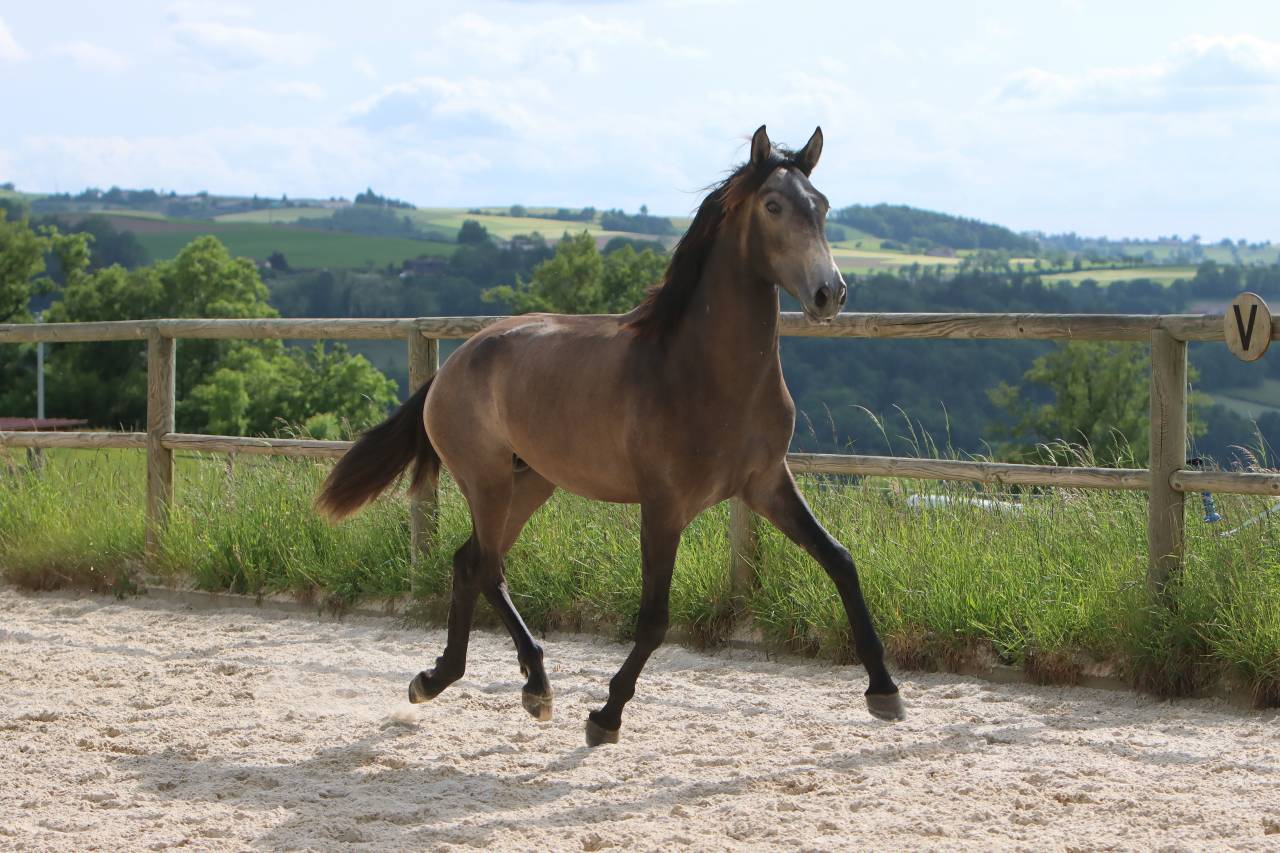 Pur Sang lusitanien n&eacute; en 2023