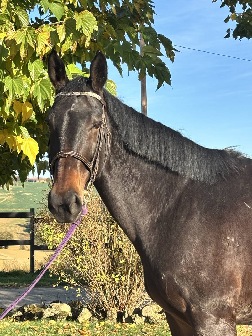 Jument CSO &agrave; vendre 