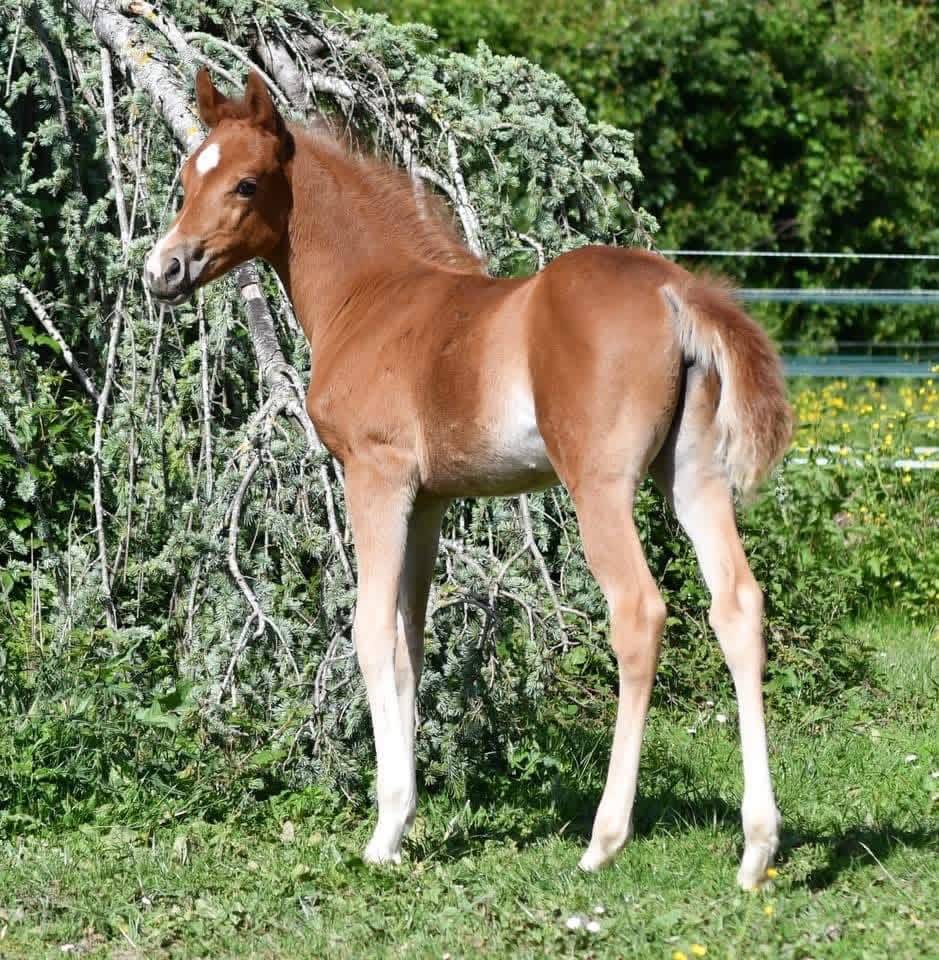 Magnifique Welsh Part Bred 