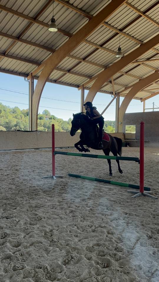 Ponette ONC 1m45 mental en or - Id&eacute;al Famille