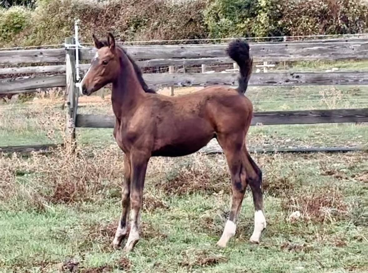 Pouliniere labeliss&eacute;e France Dressage /CDF