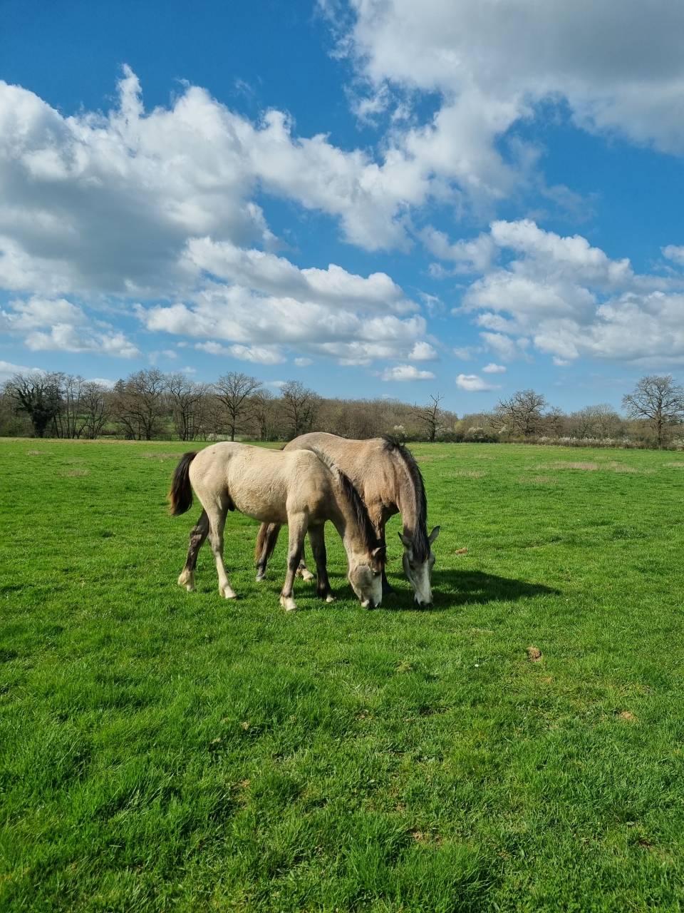 Pension id&eacute;ale pour chevaux d'&eacute;levage, retraite ...