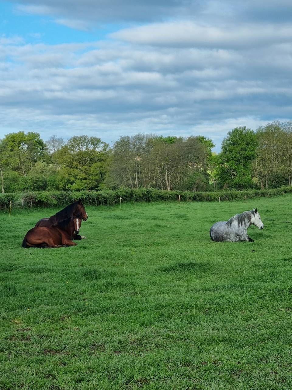Pension id&eacute;ale pour chevaux d'&eacute;levage, retraite ...