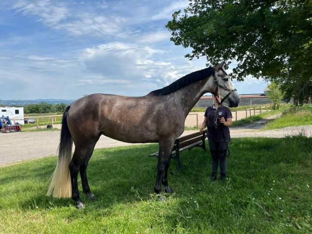 Jument KWPN x Lusitanien- 5 ans - France