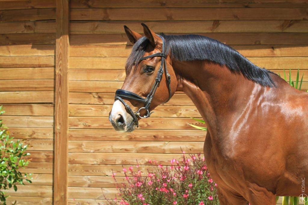 Hongre - 9 ans - PSG Soliman de Hus x Florestan