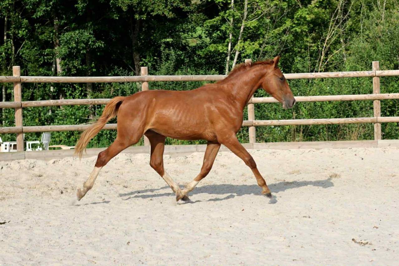 Hongre - 3 ans - Vidar x Cecotto&rsquo;s As- France