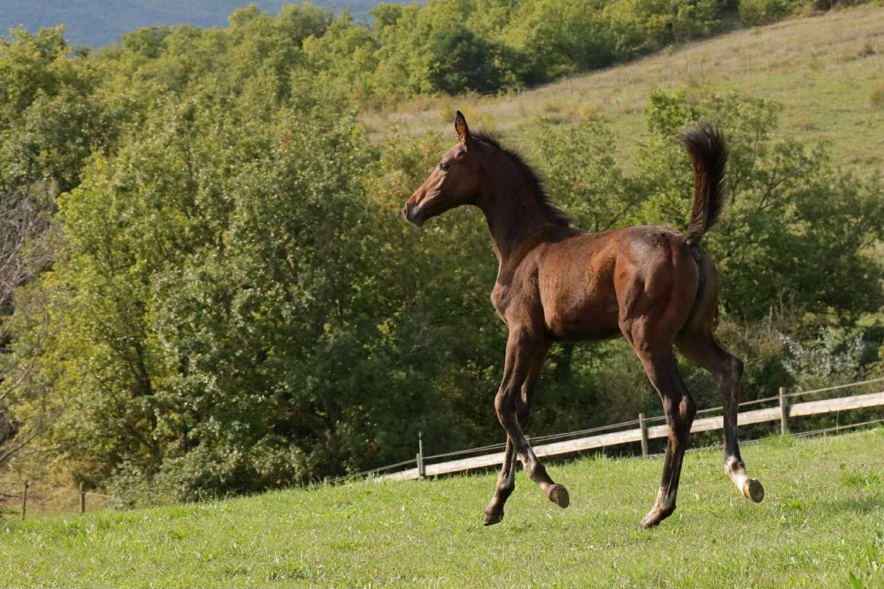 Pouliche Selle Fran&ccedil;ais - 2025- France