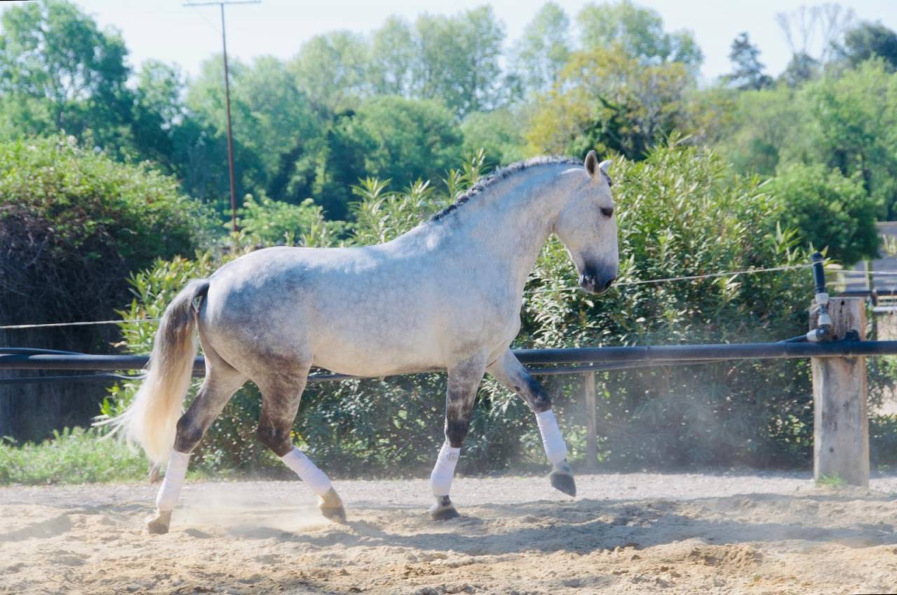 Entier - Lusitanien - 12 ans - PSG- Dressage- France