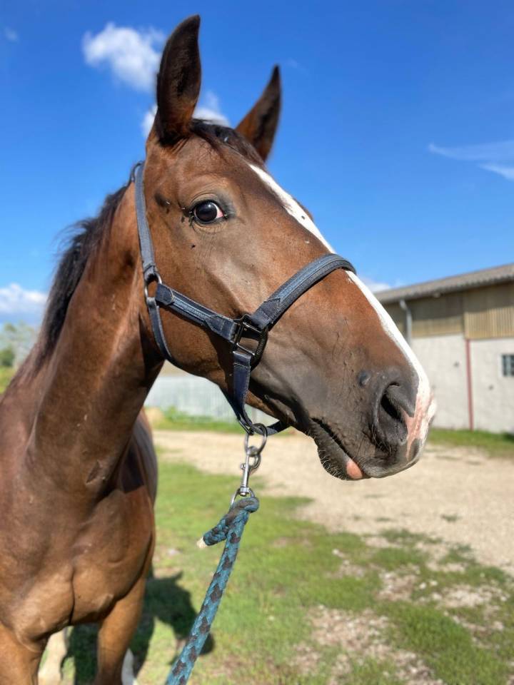 A vendre hongre 3 ans de dressage