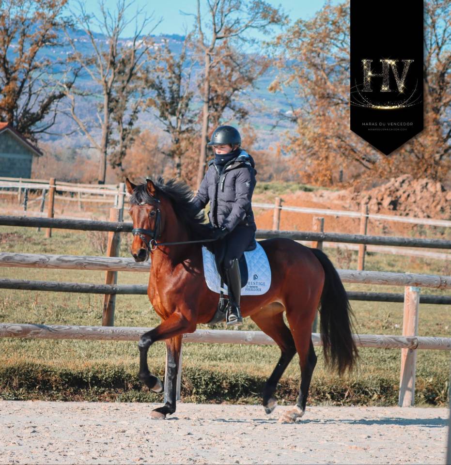 Jument par Vitalis x Apache