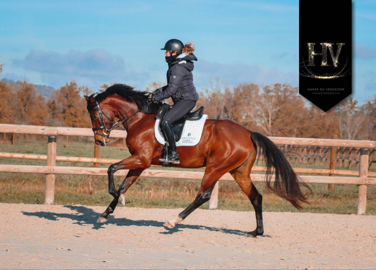 Jument par Vitalis x Apache