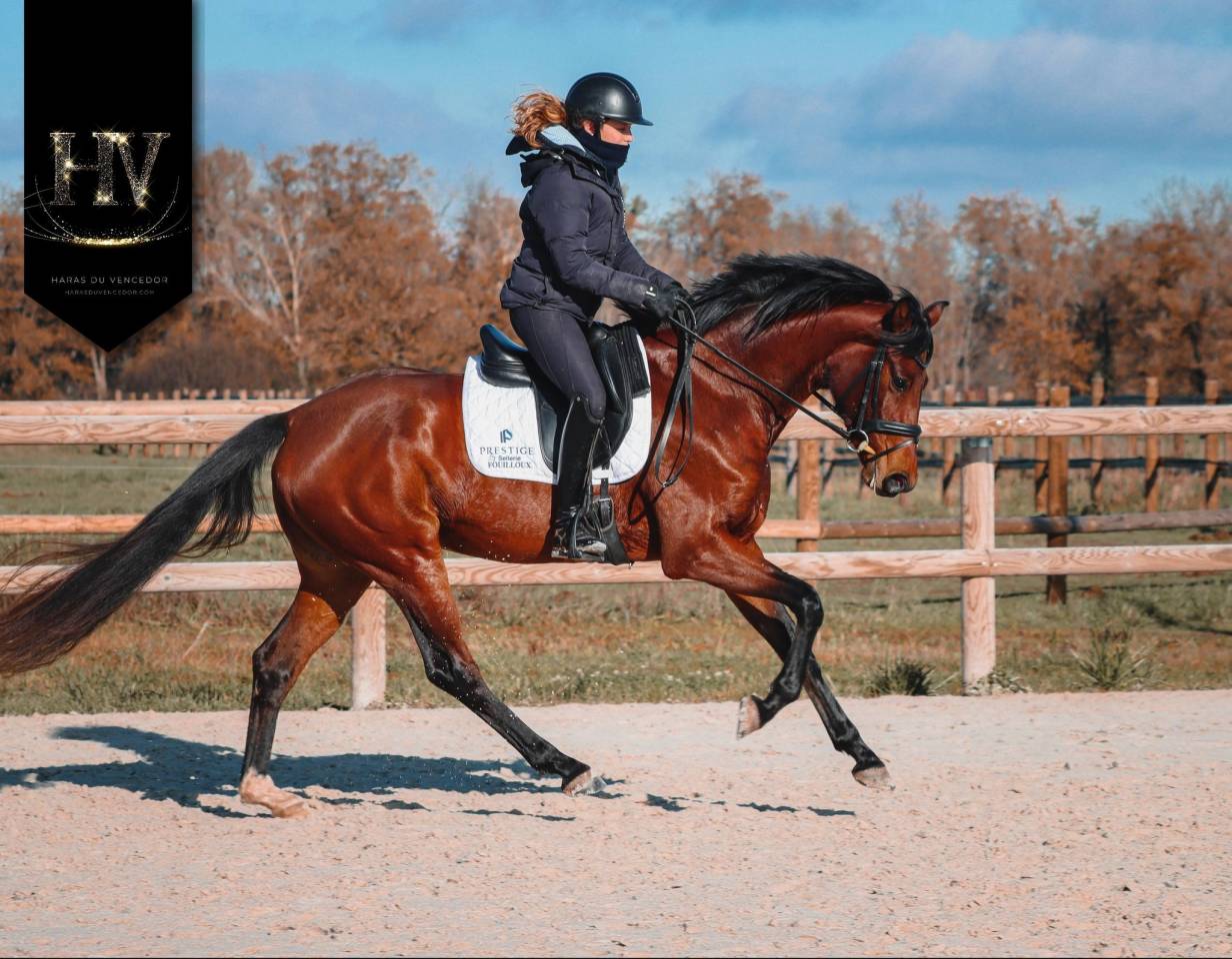 Jument par Vitalis x Apache