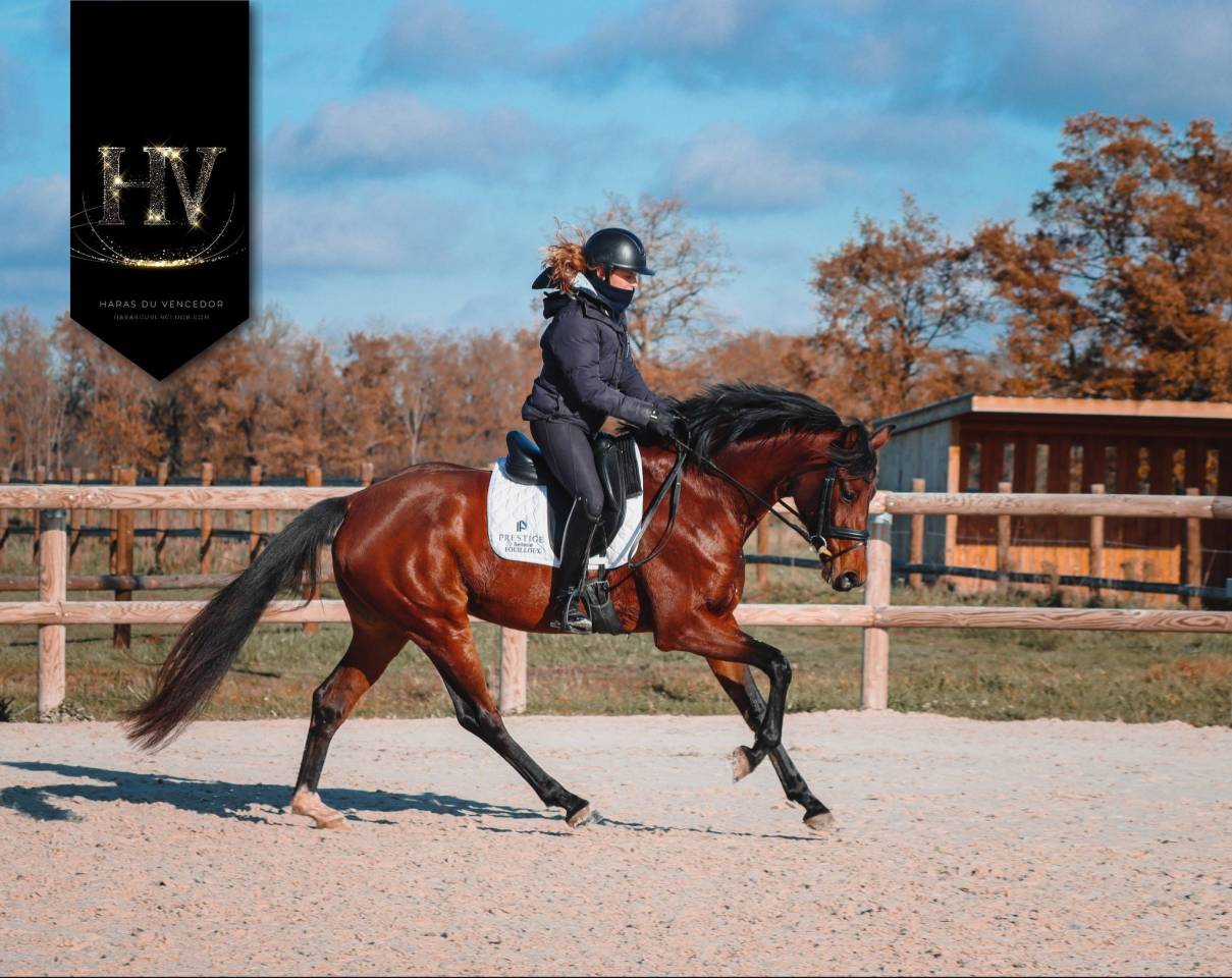 Jument par Vitalis x Apache