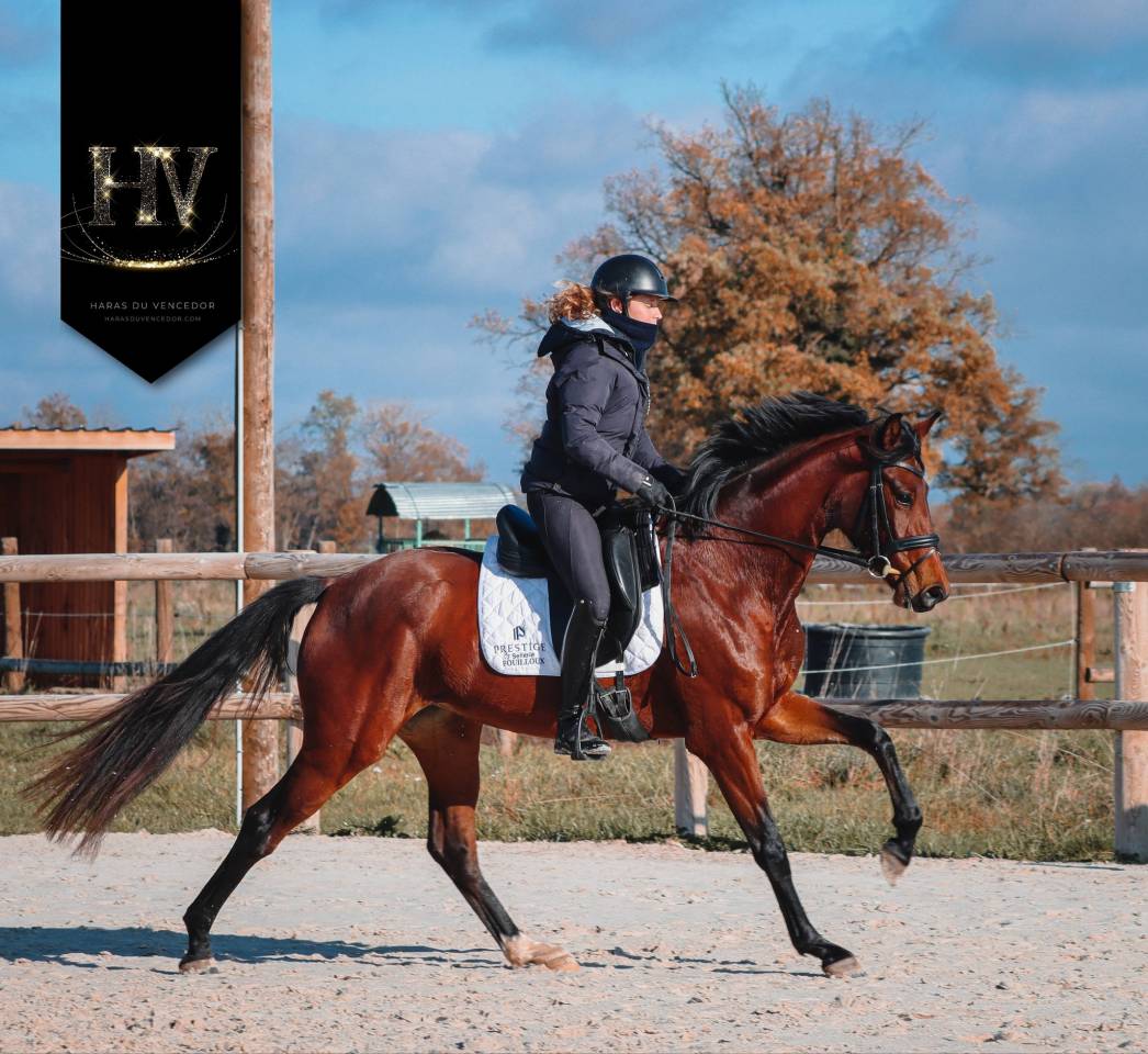 Jument par Vitalis x Apache