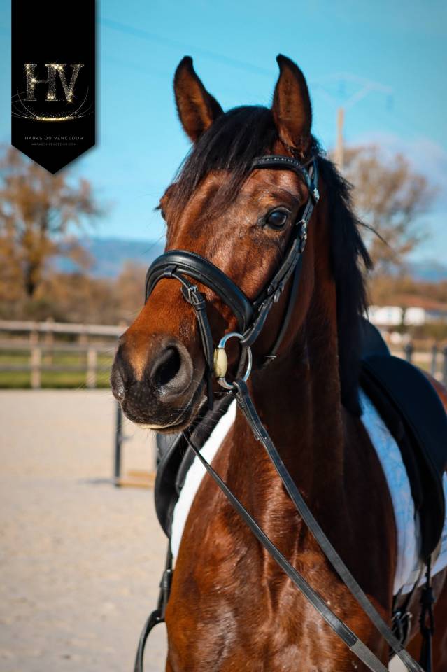 Jument par Vitalis x Apache