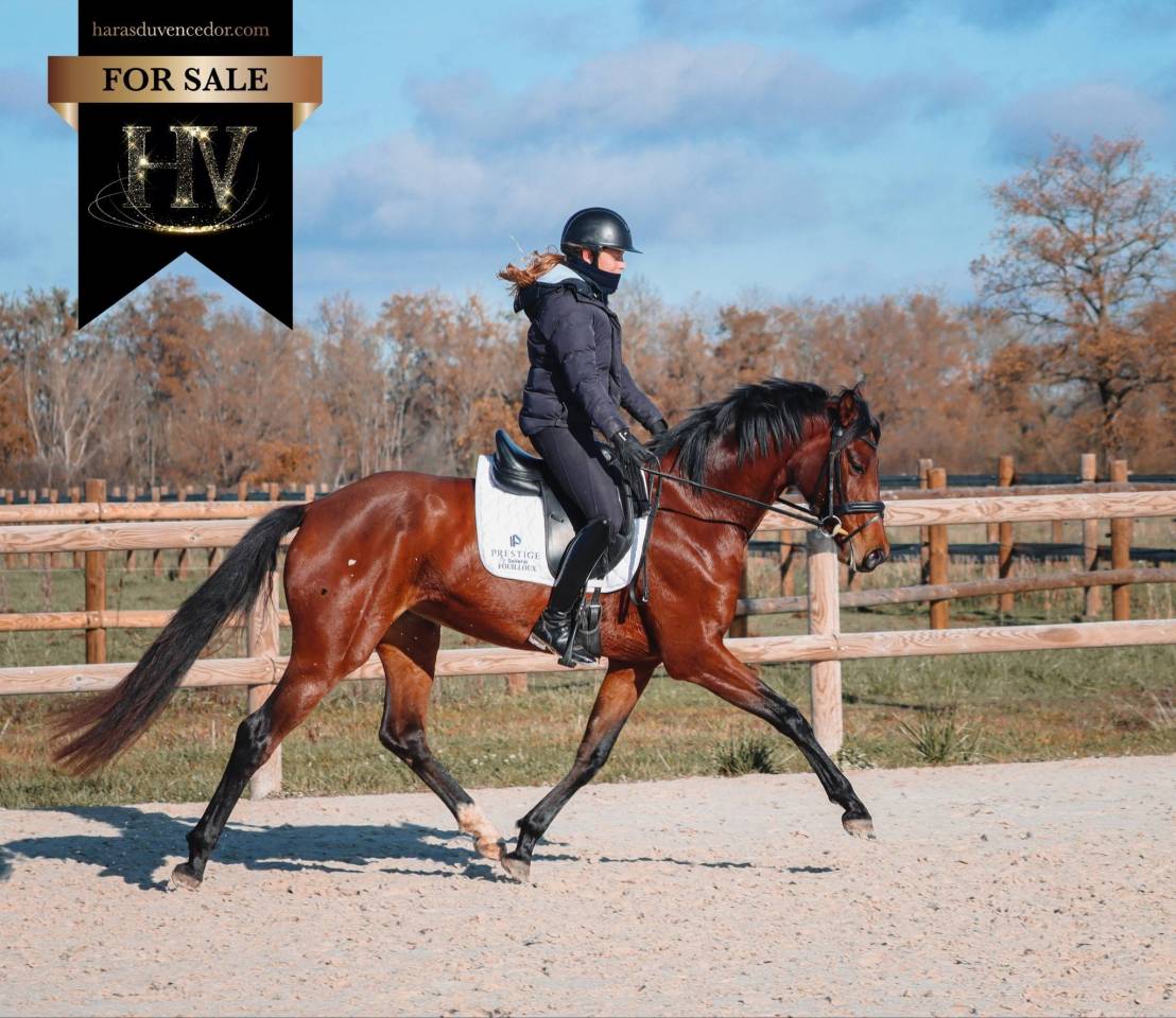 Jument par Vitalis x Apache