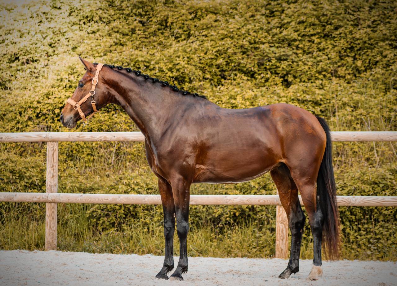 Jument par Vitalis x Apache