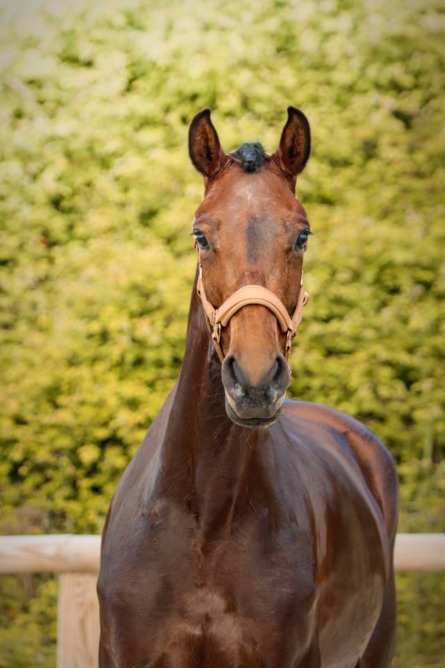 Jument par Vitalis x Apache